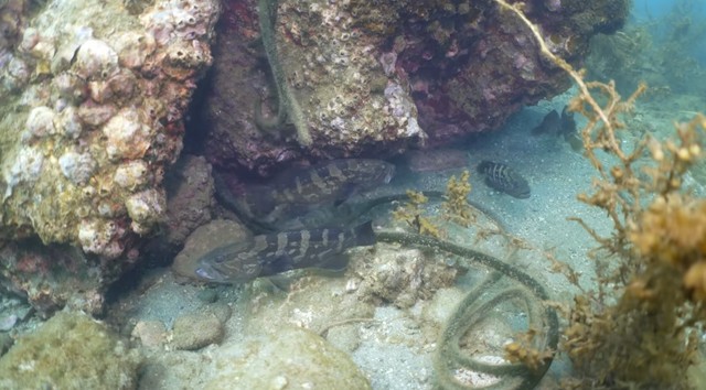 放流後、定着したと思われるクエ／スイチャンネルさん（@suichannel-umi）提供