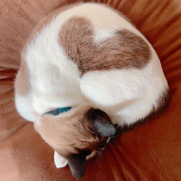丸まって眠る猫の体にくっきり“極上ハート” 完璧な形に10万いいね