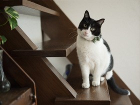 行ってしまうんだね　おじいちゃん子の元保護猫「サスケ」が激しく鳴いたあの日のこと