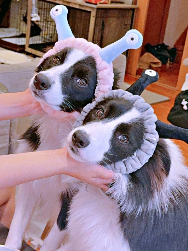 血の繋がった仲良し姉妹（左から）レティちゃん、お姉ちゃん（画像提供：レティ ボーダーコリーさん）