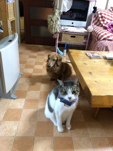 ストーブをじん君に譲ったちょび。「しょうがないよ先輩だから」（A子さん提供）