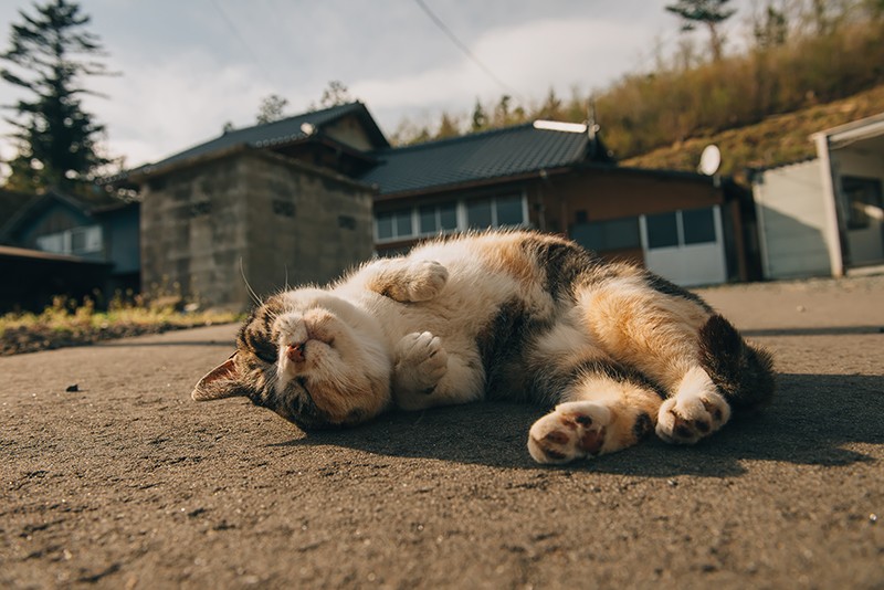 滞在中そばを離れない「みー」。人恋しさを募らせているのが伝わってくる（2017年5月4日撮影）