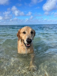 海水浴を楽しむハリーくん（画像提供：ハリーさん）