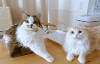 箱の中でくつろぐこむぎくんと、先住猫のあずきちゃん（画像提供：なごみ処 あずきち＆こむぎさん）.jpg