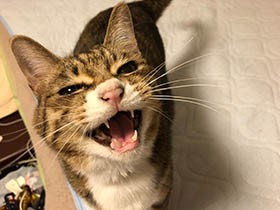 やることなすことジャイアンなキジトラ「こぞ」　でもかわいいから許しちゃう　