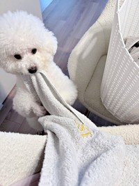 タオルが大好きなパウロちゃん（画像提供：羊みたいな犬とわたあめ犬さん）