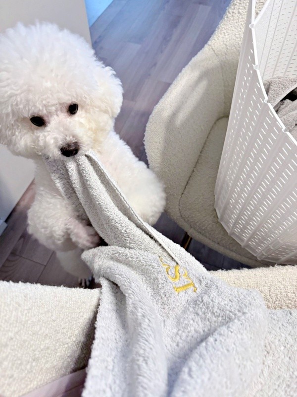 タオルが大好きなパウロちゃん（画像提供：羊みたいな犬とわたあめ犬さん）