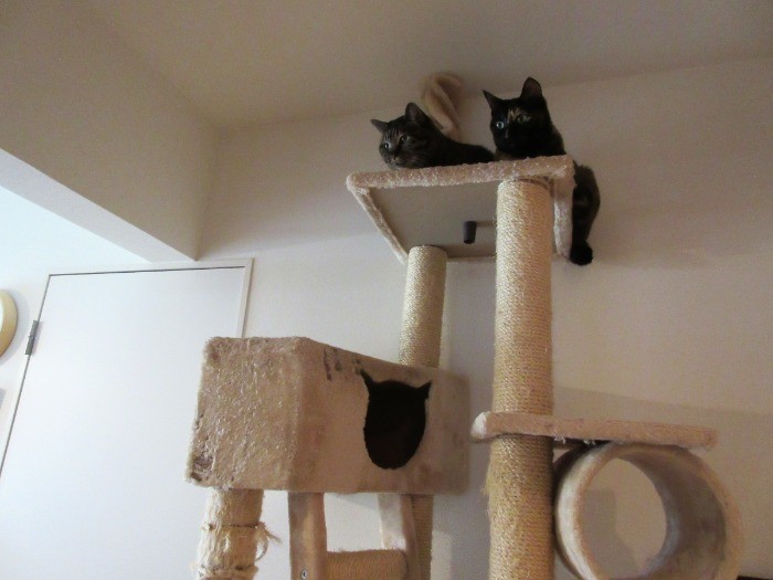 ヤスダ家の監視員たち