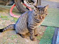 庭に現れるようになったタマちゃん（画像提供：Ari Mayaさん）