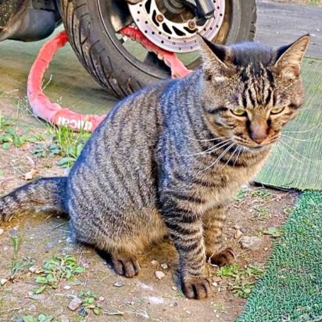 庭に現れるようになったタマちゃん（画像提供：Ari Mayaさん）