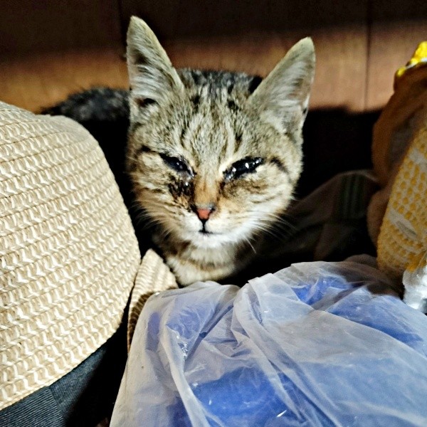 納屋に現れたぺこちゃん。猫風邪と飢えで激しく衰弱していました（画像提供：がっちゃん（がつこ）さん）