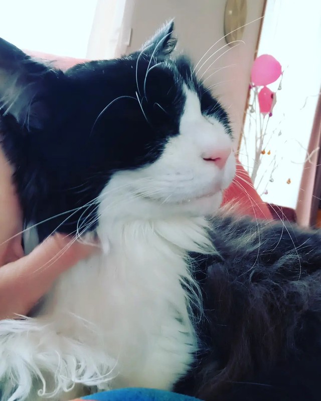 もっとなでなでして〜