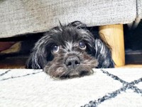 ソファの下からひょっこり顔をのぞかせるこむぎちゃん（画像提供：つんこむさん）