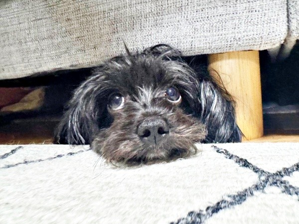 ソファの下からひょっこり顔をのぞかせるこむぎちゃん（画像提供：つんこむさん）