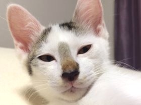 アパートの壁の中から子猫の声　壁を壊して救出、幸せな家猫に