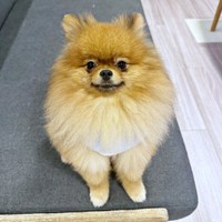 まん丸フォルムが愛らしいミルモくん（画像提供：ミルモとポン！さん）