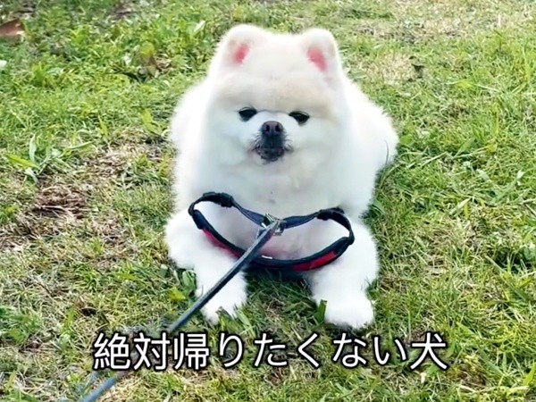 「帰りたく無い！」 不動犬になったししまるくん（画像提供：しし らん るうさん）