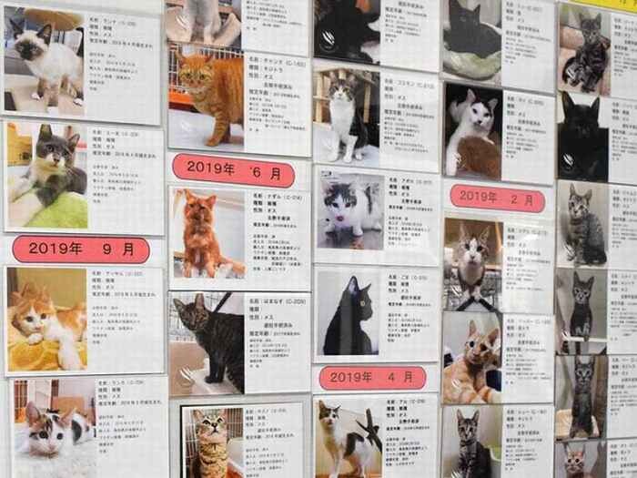 譲渡された保護猫や保護犬たちのプロフィールが壁に貼られている