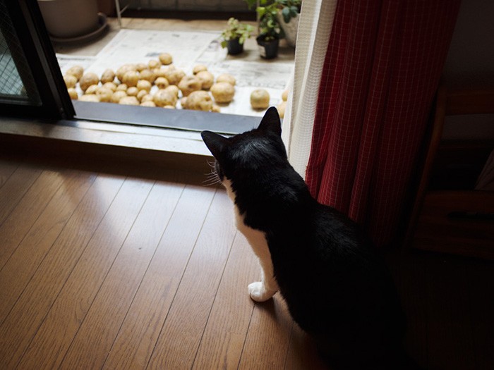 「今年もジャガイモたくさん採れたね」（小林写函撮影）