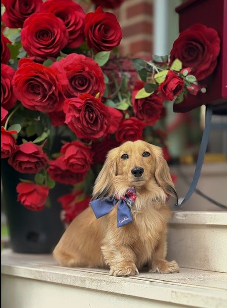 デイリー・メールのサイトより