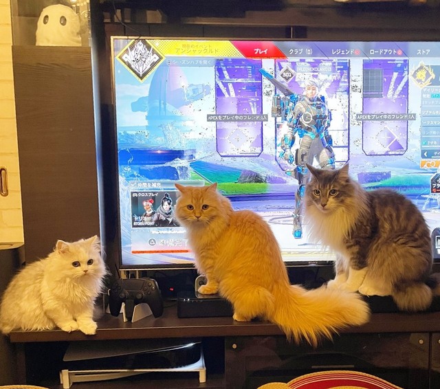 こないだはテレビの前に集まり、ゲームを始めるネコランドさんにネコハラしました（ネコランドさん提供）