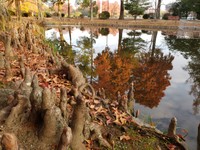 旧岡山偕行社の西側の池