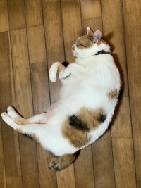 九州大学の研究グループが、新たな夏バテ対策として新しい健康習慣「ヌメ活」を提唱（photoACより「bucchin」さん撮影、イメージ画像）
