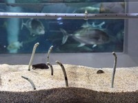 体調にも問題なく、何よりですね。 ※桂浜水族館提供