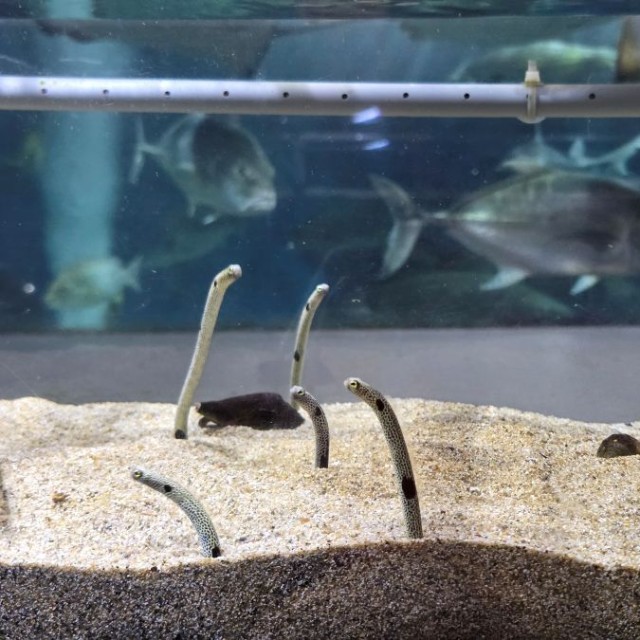 体調にも問題なく、何よりですね。 ※桂浜水族館提供