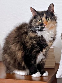 もふもふの毛並みが素敵なエカちゃん（画像提供：sakosakoさん）