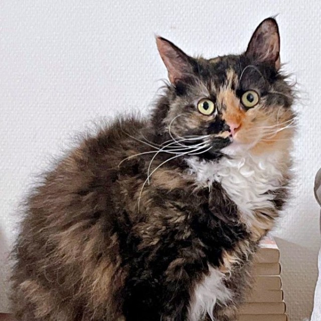 もふもふの毛並みが素敵なエカちゃん（画像提供：sakosakoさん）