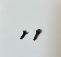 香辛料としておなじみのクローブ。 ※めるもさん提供