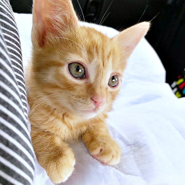 保護翌々日の朝、飼い主さん宅へ向かう車の中で抱っこされるむぎちゃん（画像提供：むぎと人間さん）