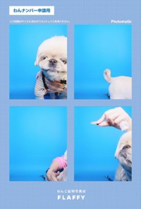 「わんこ専用証明写真」を撮ったらーーてんてんくんと飼い主さん、てんてこまいに！（画像提供：てんてんの毎日さん）