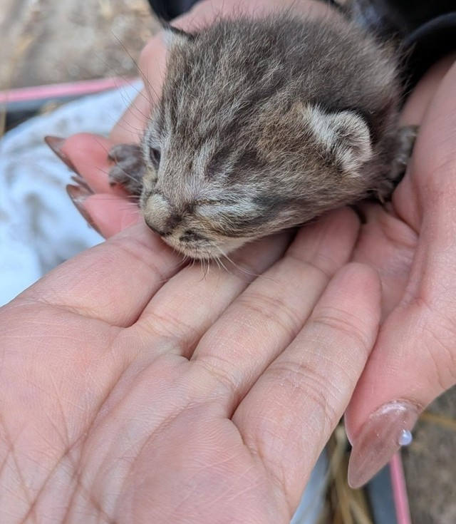 生後10日ほどの子猫（Aki Abeさん提供、Instagramよりキャプチャ撮影）