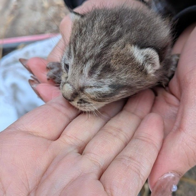 生後10日ほどの子猫（Aki Abeさん提供、Instagramよりキャプチャ撮影）