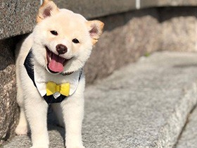 まだちっこいから抱っこでお散歩練習中だワン　柴犬「ライカ」