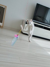 おもちゃで器用に遊ぶ＝めるちょとまおまおさん（@meltube_cat）提供