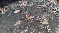 5年前に撮影した動画でも…（ねりぞうさん提供）