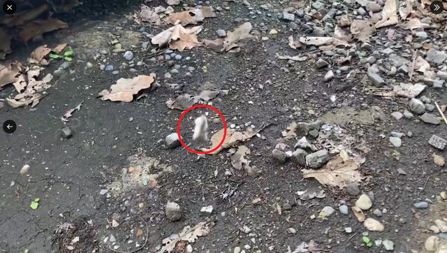 5年前に撮影した動画でも…（ねりぞうさん提供）