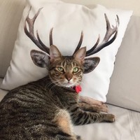 とにゃかい？（なみおさん提供）