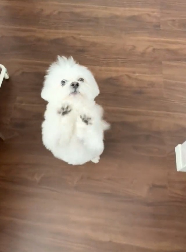 お芋！ちょーだい！（かわいいぬさん提供）