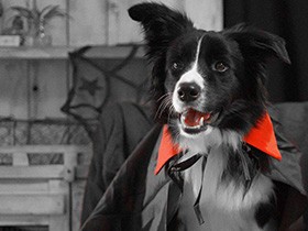 誰かがくしゃみをするとすかさず「大丈夫？」と心配する　ボーダーコリー「ベル」