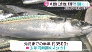 記録的な不漁続くサバ　水産加工会社が悲鳴　宮城・石巻