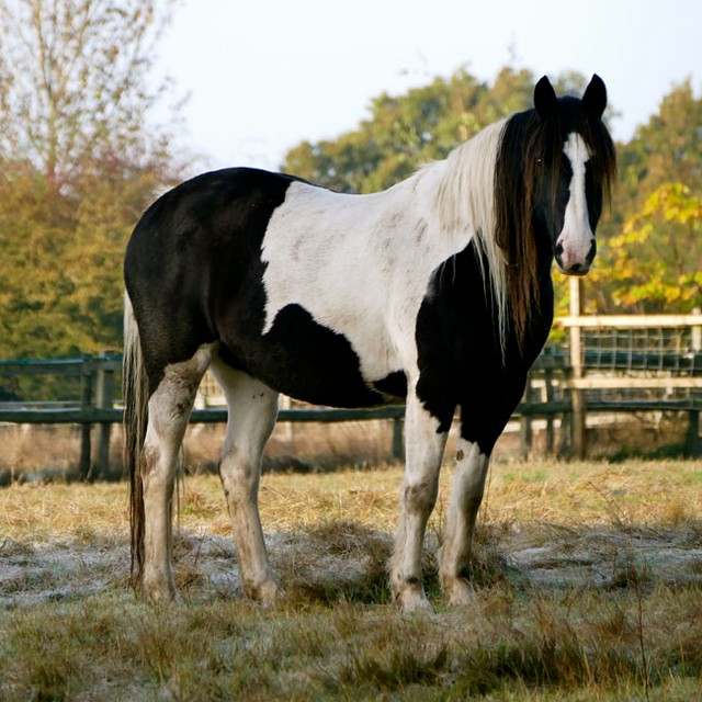 馬は人間の感情を「匂い」で察知しているという　※写真はイメージです