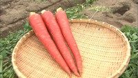 おせち料理にも！真っ赤であまい「金時にんじん」の収穫がピーク　香川・坂出市