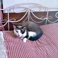 保護から5カ月ほど経ったりぶちゃん（画像提供：べじたりあん。さん）