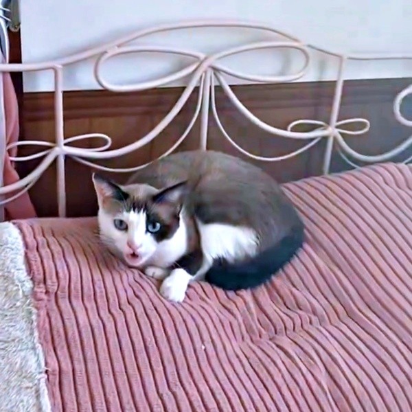 保護から5カ月ほど経ったりぶちゃん（画像提供：べじたりあん。さん）