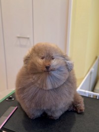 ドライヤー中のごつもりさん