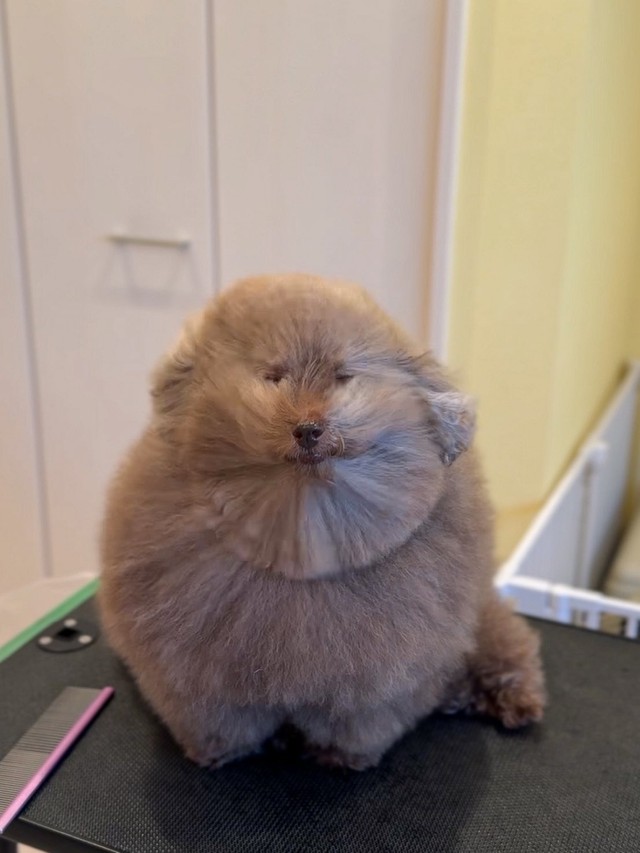 ドライヤー中のごつもりさん